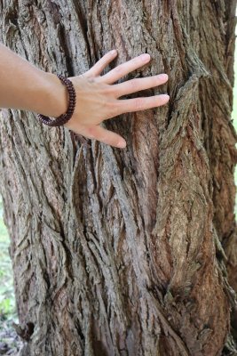 Pterocarya fraxinifolia - paořech jasanolistý - borka